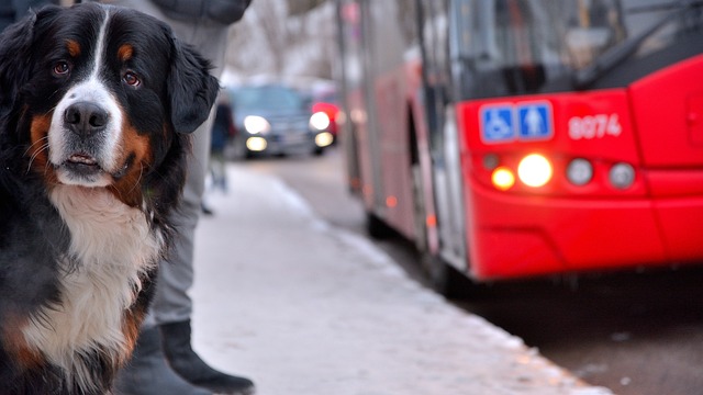 Passengers using the transit app